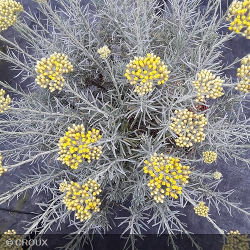 HELICHRYSUM italicum ssp 'Serotinum'