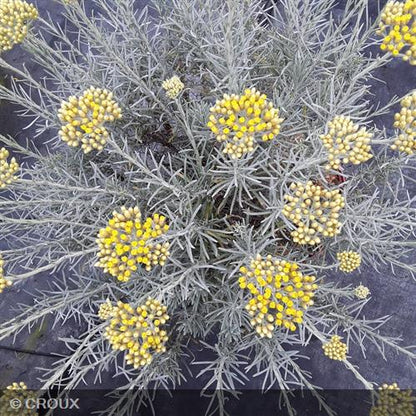 HELICHRYSUM italicum ssp 'Serotinum'