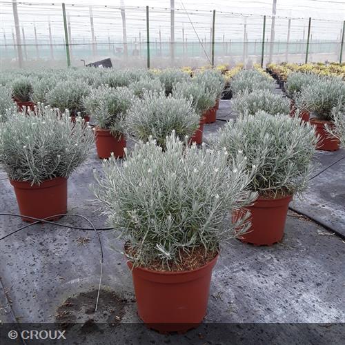 HELICHRYSUM italicum ssp 'Serotinum'