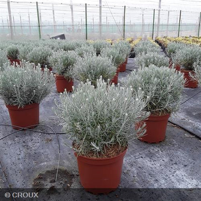 HELICHRYSUM italicum ssp 'Serotinum'