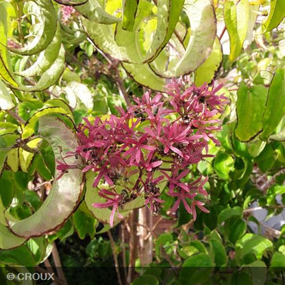 HEPTACODIUM miconioides