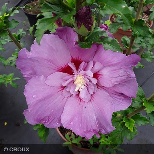 HIBISCUS syriacus 'Eruption®'
