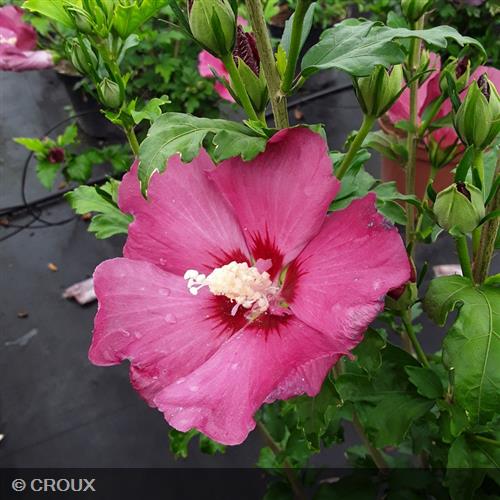 HIBISCUS syriacus  'Sup’Bridge®'