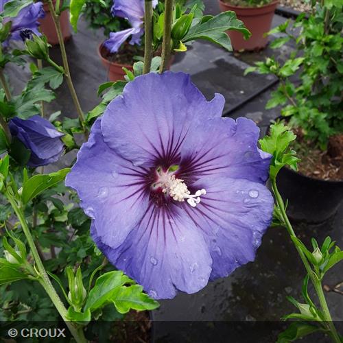 HIBISCUS syriacus 'Ultra Marine® minspot'