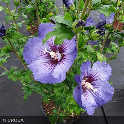 HIBISCUS syriacus 'Ultra Marine® minspot'