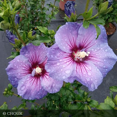 HIBISCUS syriacus 'Ultra Marine® minspot'
