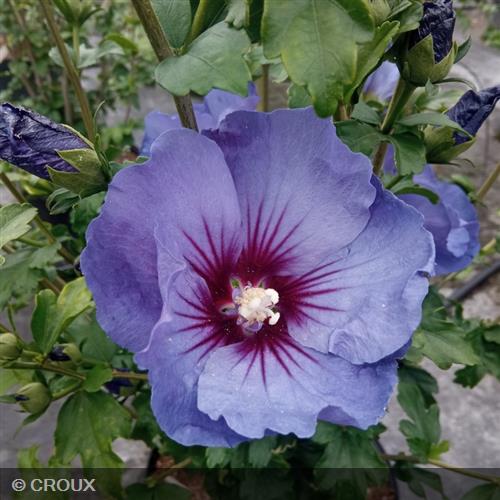 HIBISCUS syriacus 'Ultra Marine® minspot'