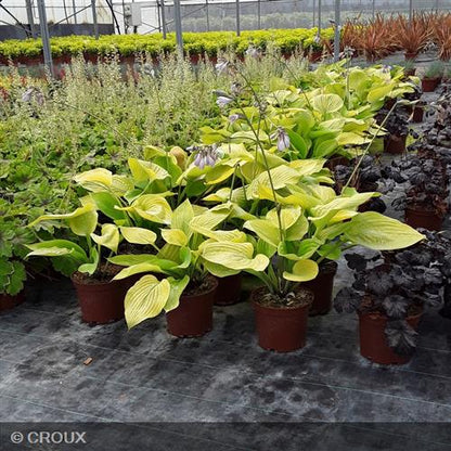 HOSTA 'Sum and Substance'