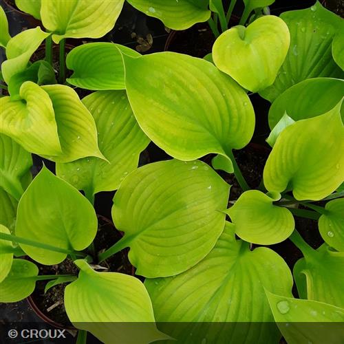 HOSTA 'Sum and Substance'
