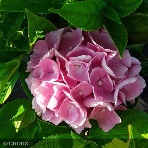 HYDRANGEA macrophylla 'Ankong® Pink'