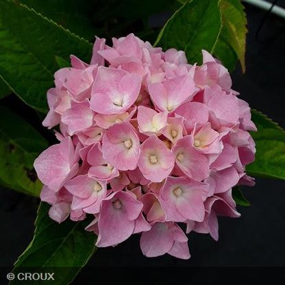 HYDRANGEA macrophylla 'Ankong® Pink'