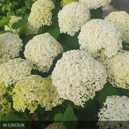 HYDRANGEA arborescens 'Annabelle'