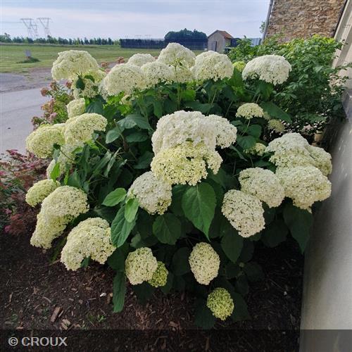 HYDRANGEA arborescens 'Annabelle'