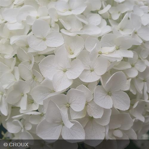 HYDRANGEA arborescens 'Annabelle'