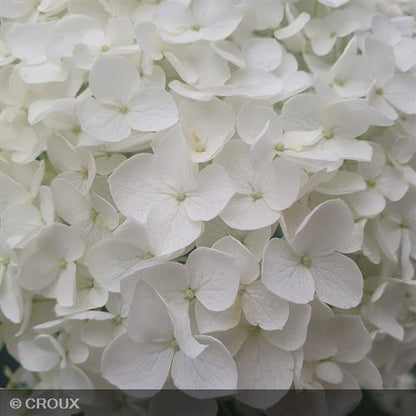 HYDRANGEA arborescens 'Annabelle'