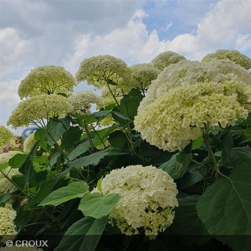 HYDRANGEA arborescens 'Annabelle'