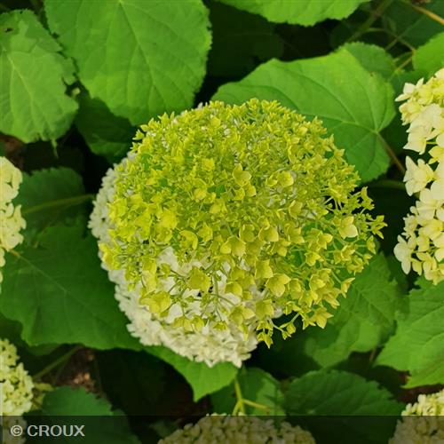 HYDRANGEA arborescens 'Annabelle'