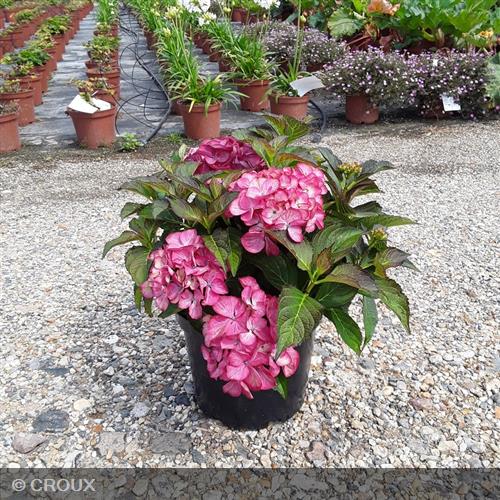 HYDRANGEA macrophylla 'Red Angel'