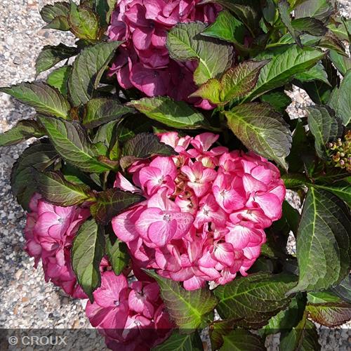 HYDRANGEA macrophylla 'Red Angel'
