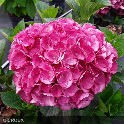 HYDRANGEA macrophylla 'Julisa®'