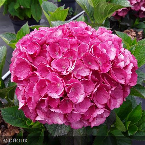 HYDRANGEA macrophylla 'Julisa®'