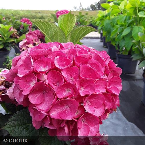 HYDRANGEA macrophylla 'Julisa®'