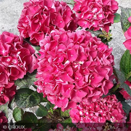 HYDRANGEA macrophylla 'Merveille Sanguine'