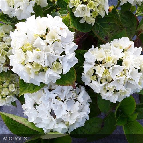HYDRANGEA macrophylla 'Wudu®'