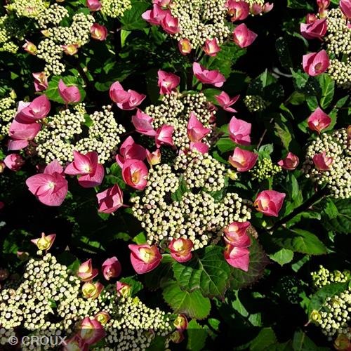 HYDRANGEA macrophylla 'Zorro Rose®'