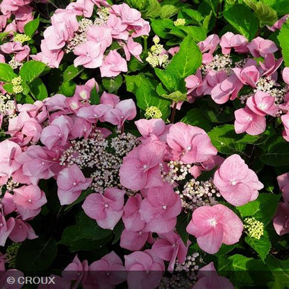HYDRANGEA macrophylla 'Zorro Rose®'
