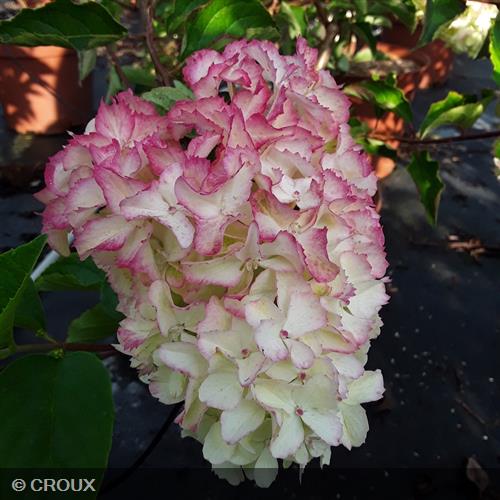 HYDRANGEA paniculata 'Fraise Melba®'