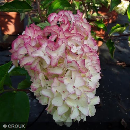 HYDRANGEA paniculata 'Fraise Melba®'
