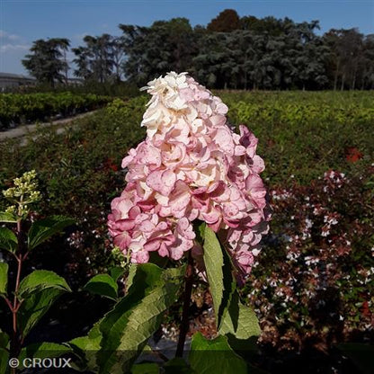 HYDRANGEA paniculata 'Fraise Melba®'