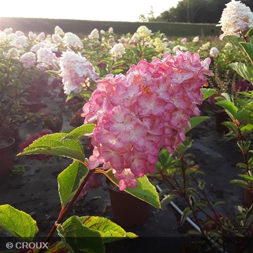 HYDRANGEA paniculata 'Fraise Melba®'