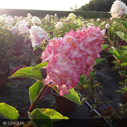 HYDRANGEA paniculata 'Fraise Melba®'