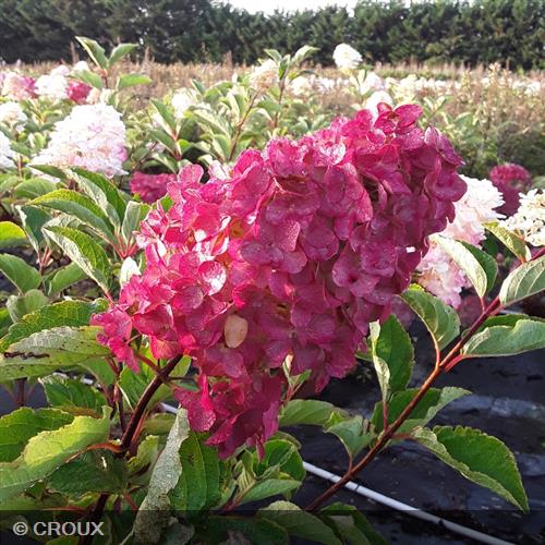 HYDRANGEA paniculata 'Fraise Melba®'