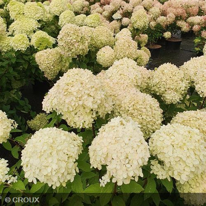 HYDRANGEA paniculata 'Limelight®'