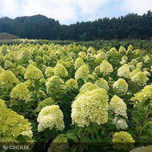 HYDRANGEA paniculata 'Limelight®'