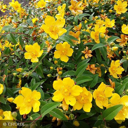 HYPERICUM hookeranium 'Hidcote'