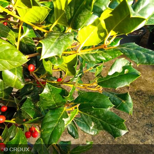 ILEX mutchagara 'Nellie R. Stevens'