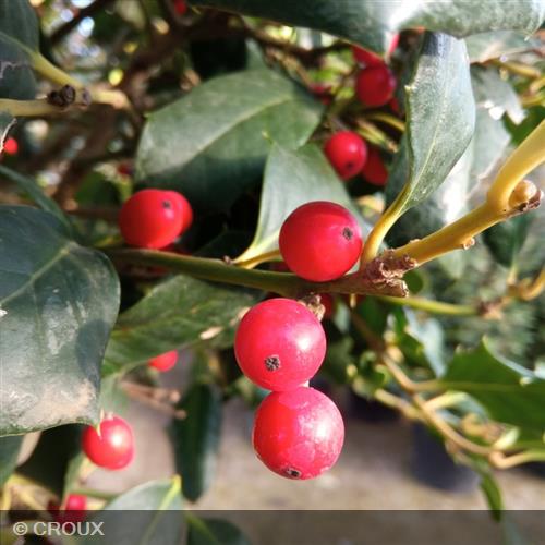 ILEX mutchagara 'Nellie R. Stevens'