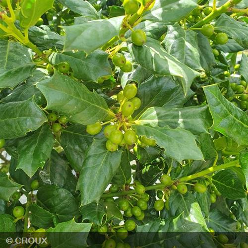 ILEX mutchagara 'Nellie R. Stevens'
