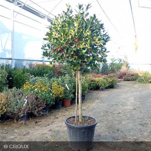 ILEX mutchagara 'Nellie R. Stevens'