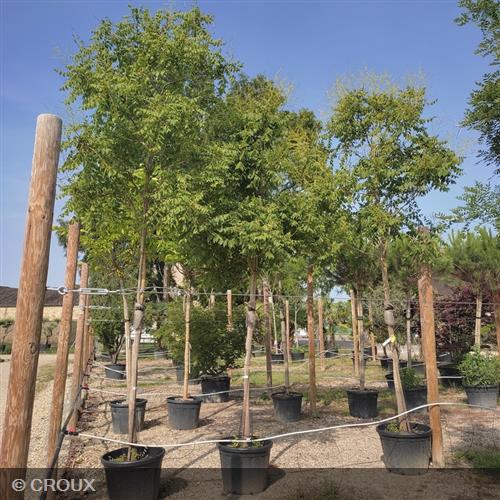 KOELREUTERIA  paniculata
