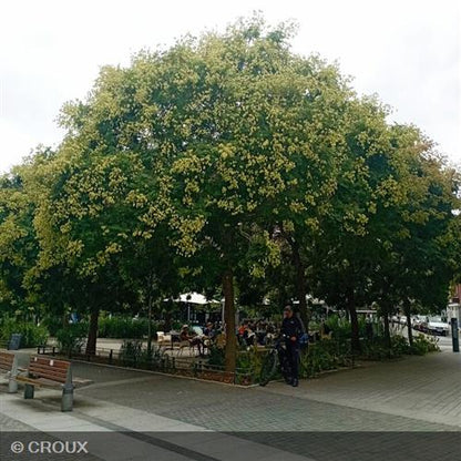 KOELREUTERIA  paniculata