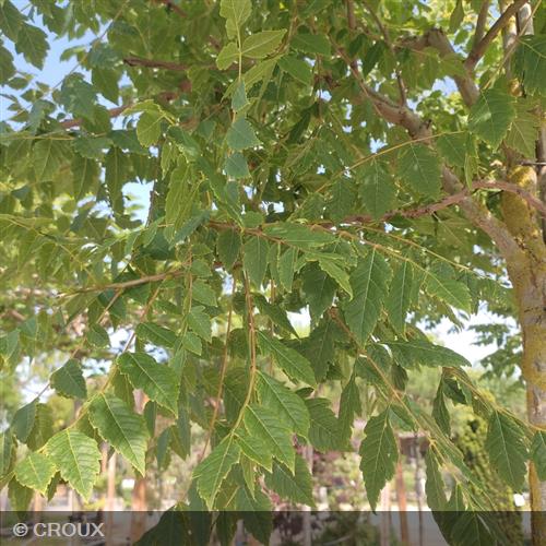 KOELREUTERIA  paniculata