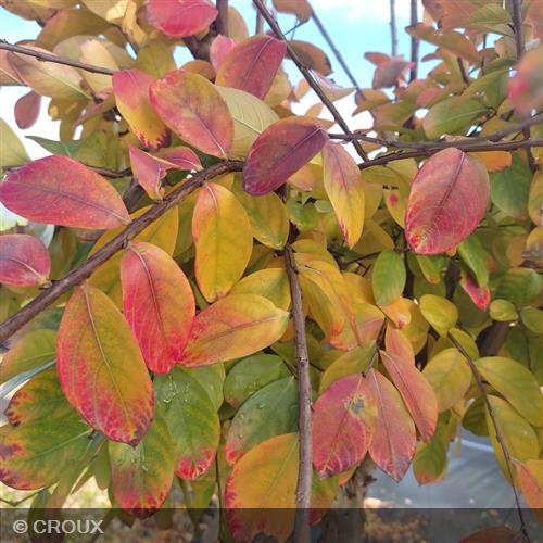 LAGERSTROEMIA indica 'Dynamite'