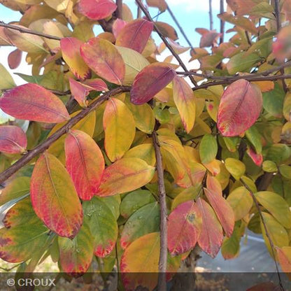LAGERSTROEMIA indica 'Dynamite'