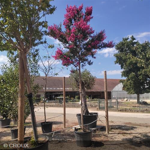 LAGERSTROEMIA indica 'Durant Red'
