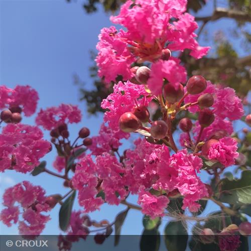 LAGERSTROEMIA indica 'Durant Red'